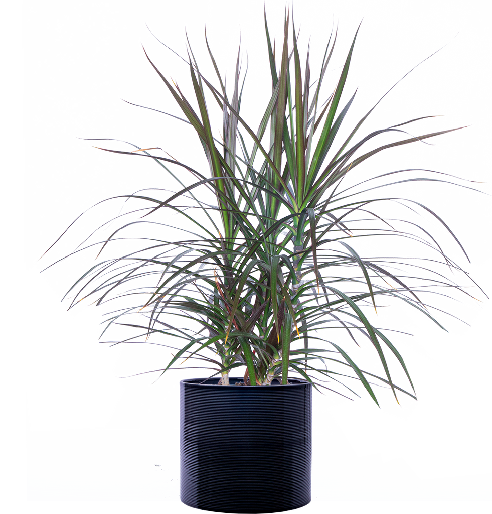 dracaena reflexa brown tips Dracaena Marginata | Dragon Tree | 8" Pot | Easy Care Houseplant