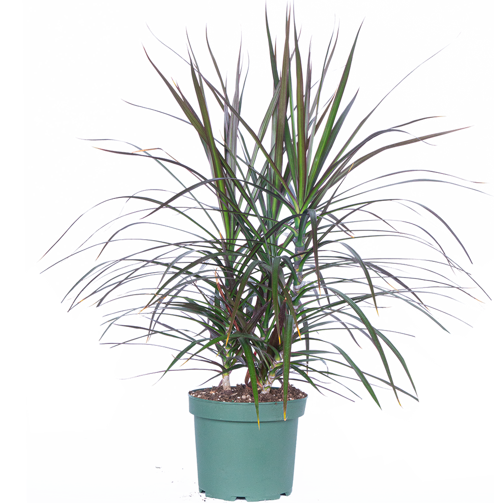 dracaena marginata terrarium Dracaena Marginata | Dragon Tree | 8" Pot | Easy Care Houseplant
