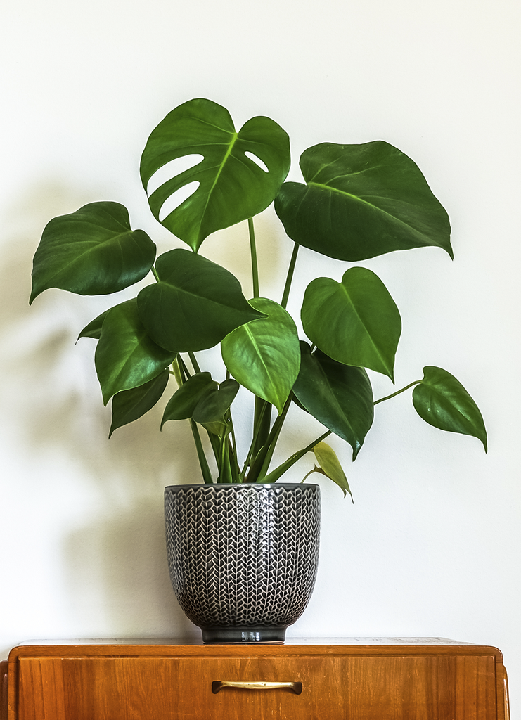 philodendron splendid pflege PHILODENDRON SPLENDID online kaufen bei potflourri