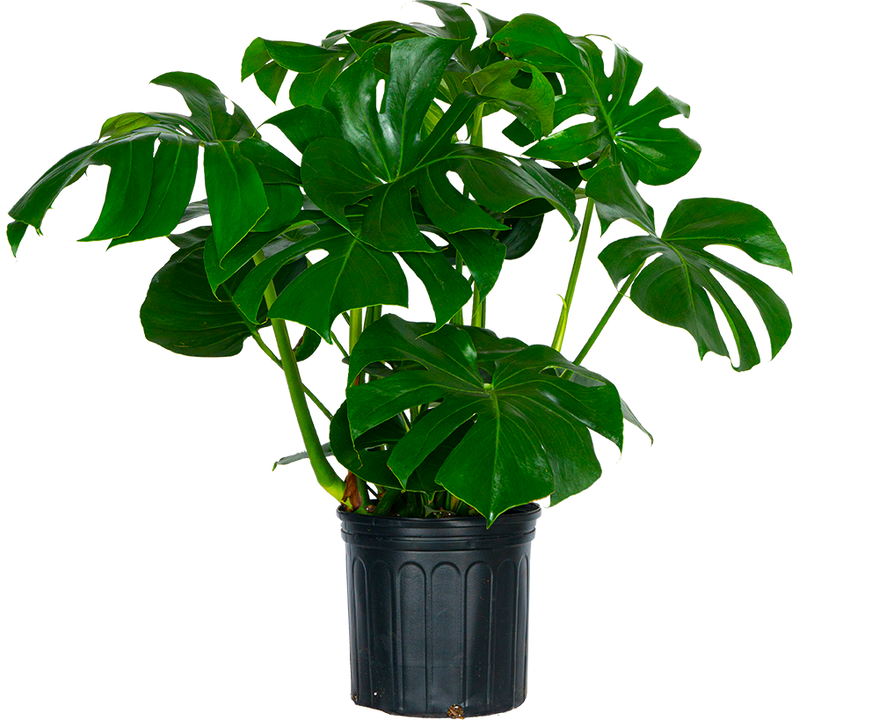 Monstera Deliciosa (XXL) | Swiss Cheese Plant