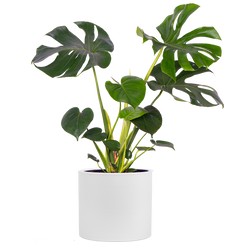 Monstera Deliciosa (XL) | Swiss Cheese