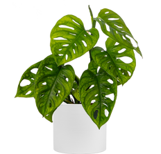 Monstera Adansonii | Monkey Mask Swiss Cheese Plant (S)