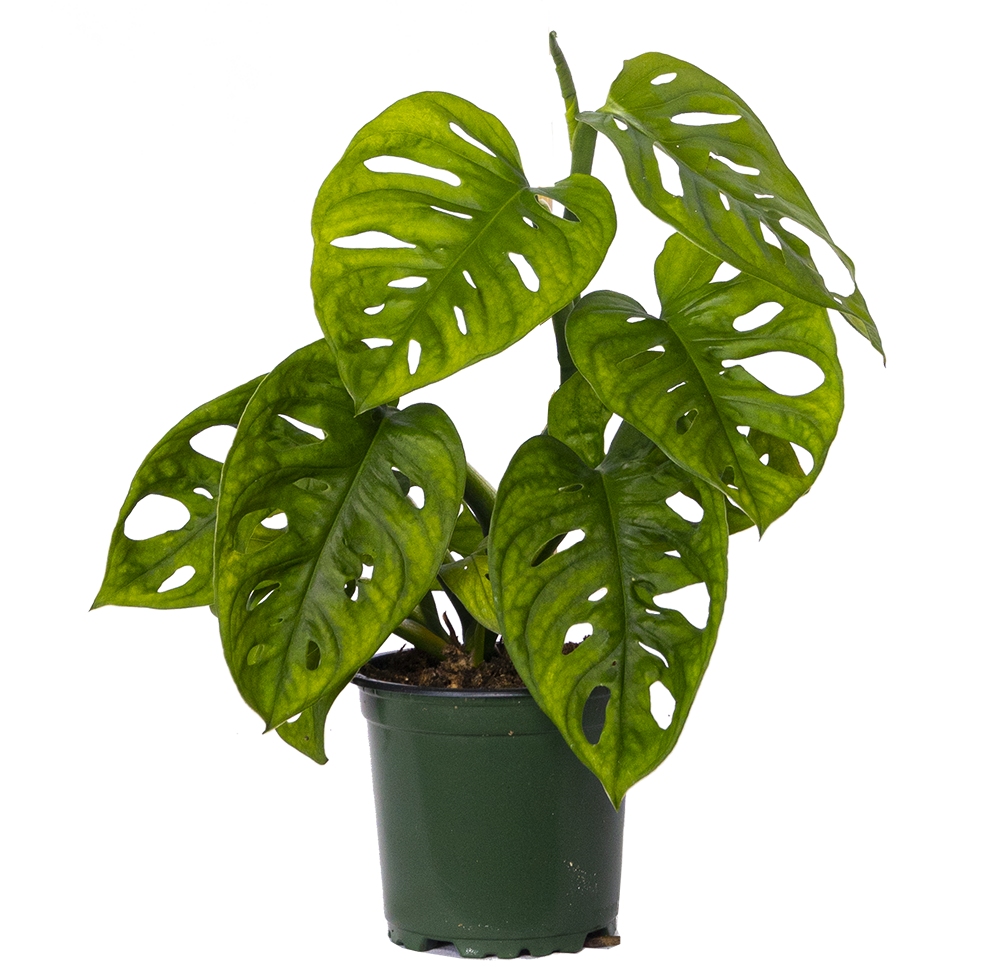 monstera adansonii canada Monstera Adansonii | Monkey Mask Swiss Cheese Plant | 4" Pot | Easy Care Houseplant