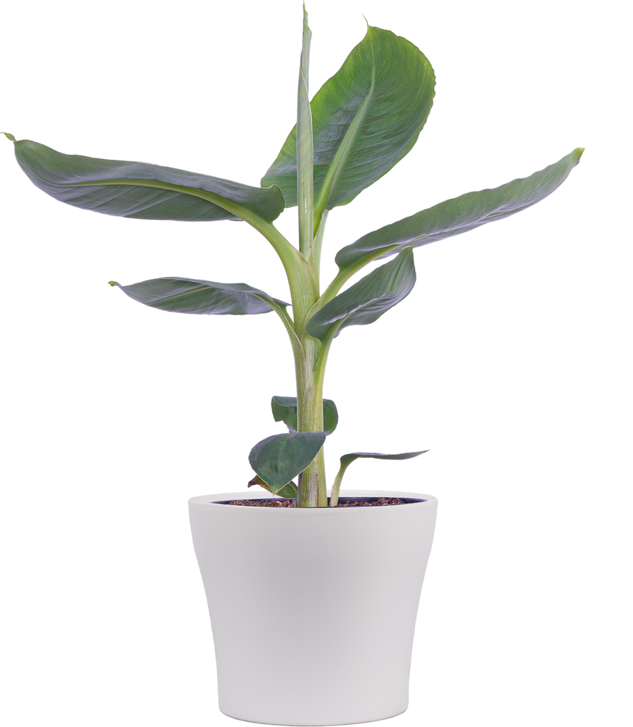 Musa Dwarf Cavendish | Banana Plant | 6