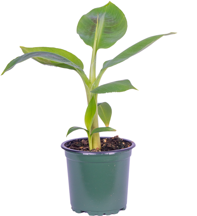 Musa Dwarf Cavendish | Banana Plant (S)