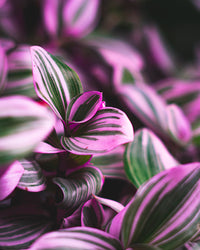 inspiratie-1