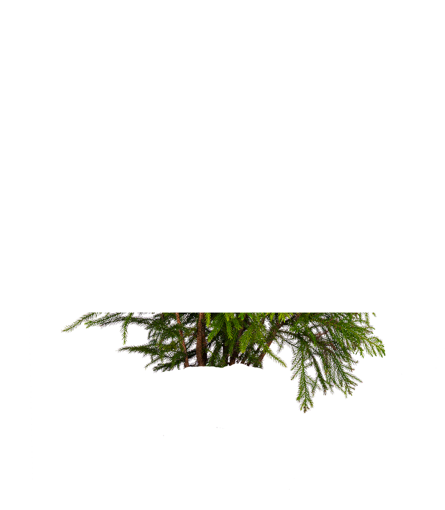 Norfolk Island Pine 10" Pot Easy Care Houseplant Plantsome