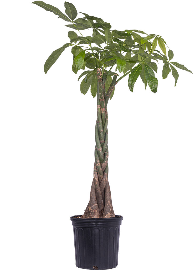 money tree surrey bc Pachira Aquatica | Money Tree | 10" Pot | Easy Care Houseplant