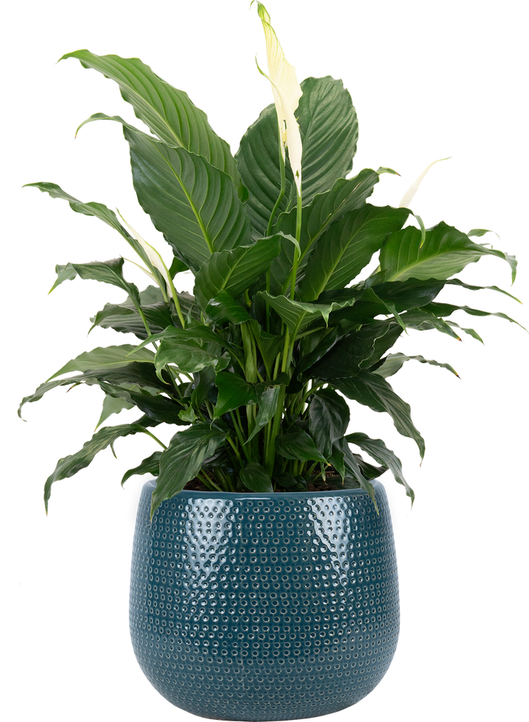 peace lily canada Peace Lily | Spathiphyllum | 8" Pot | Easy Care Houseplant