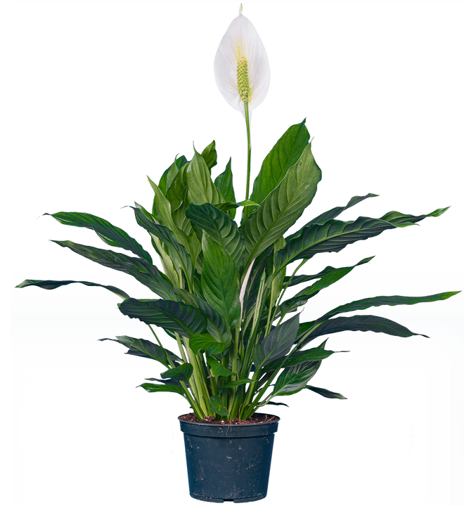 Spathiphyllum | Peace Lily (M)