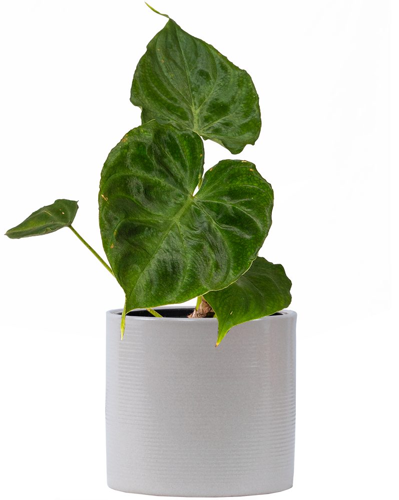 philodendron verrucosum shiny Philodendron Verrucosum | 4" Pot | Houseplant