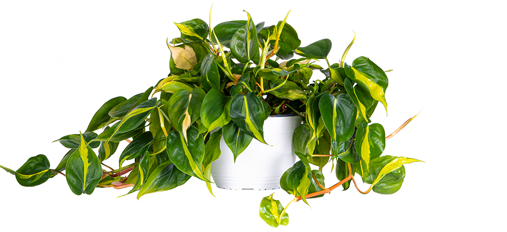 planterina philodendron Philodendron Brazil | 8" Pot | Easy Care Houseplant
