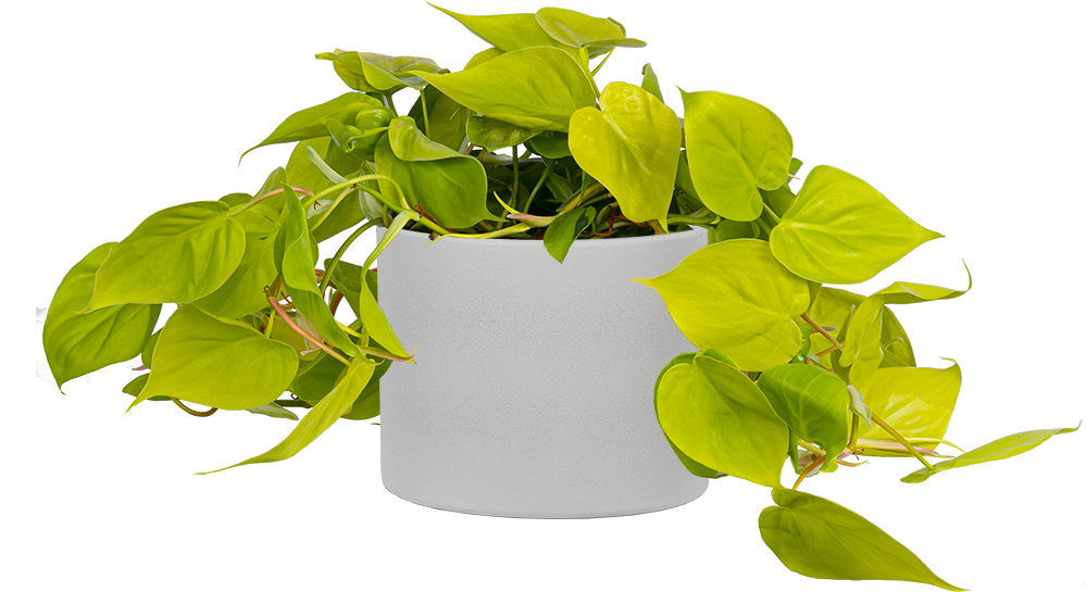 philodendron cordatum lemon Philodendron Cordatum Lemon Lime | 8" Pot | Easy Care Houseplant