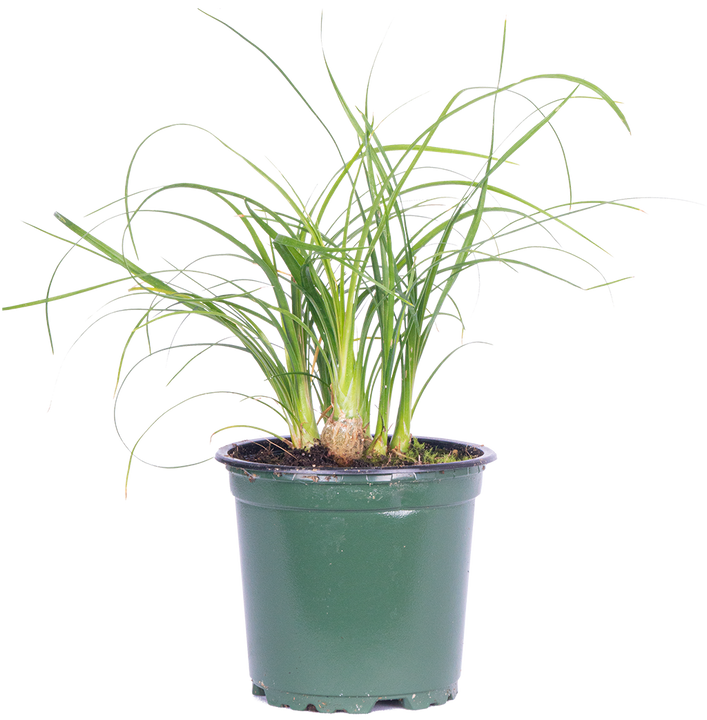 Beaucarnea Recurvata | Ponytail Palm (S)