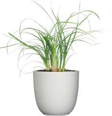 Beaucarnea Recurvata | Ponytail Palm (S)