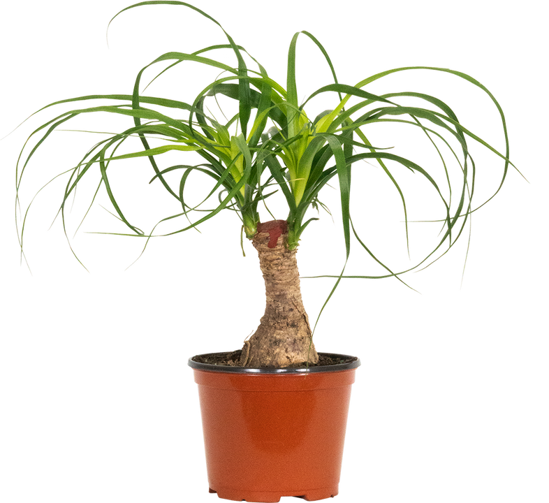 Ponytail Palm Stump | Beaucarnea (M)