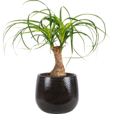 Ponytail Palm Stump | Beaucarnea (M)