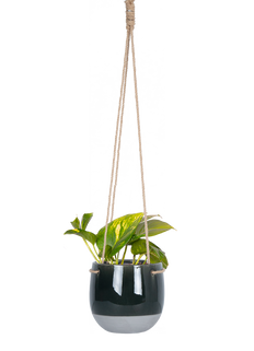 Epipremnum Aureum | Pothos Gold (S)