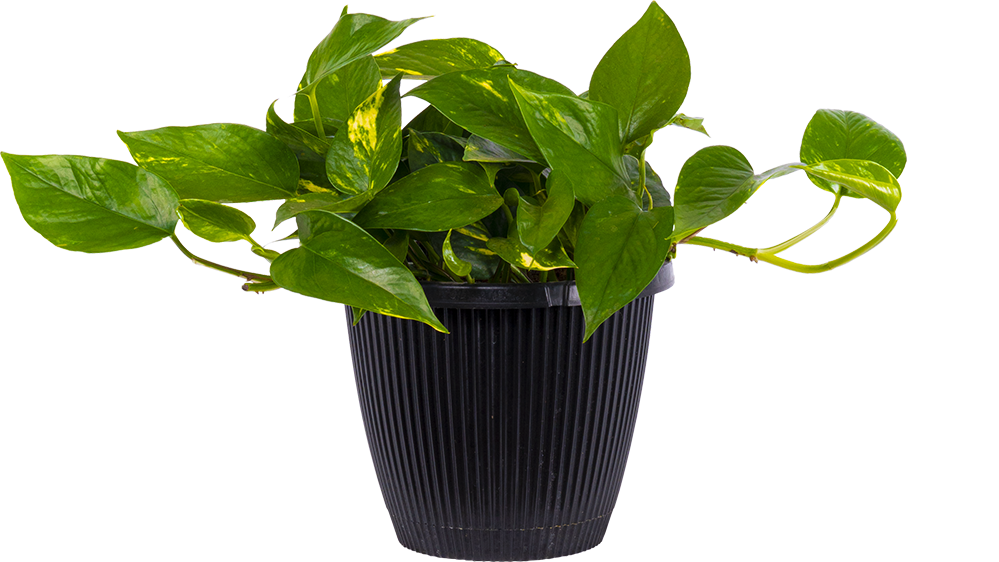 Epipremnum Aureum | Pothos Gold (L)