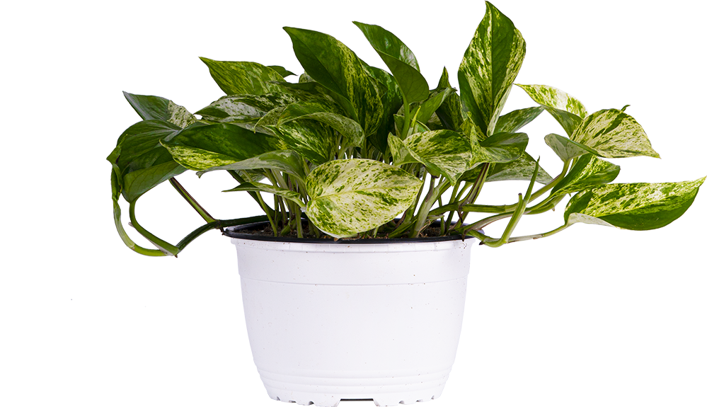 Epipremnum | Pothos Marble Queen (M)