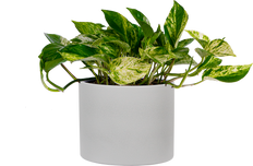 Epipremnum | Pothos Marble Queen (M)