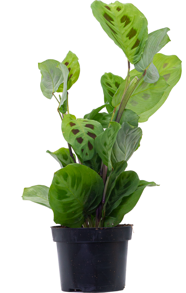 prayer plant kerchoveana Maranta Kerchoveana | Green Prayer Plant | 6" Pot | Pet Friendly And Easy  Care Houseplant