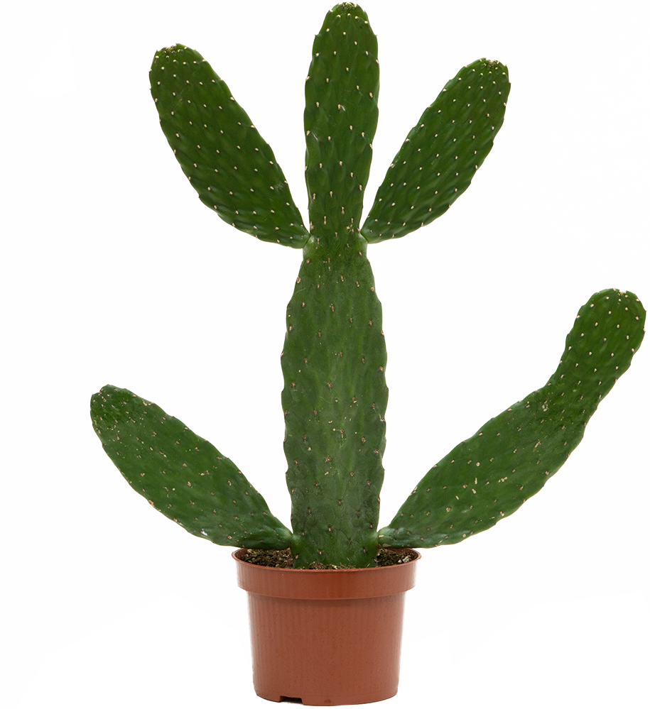 Consolea Rubescens Road Kill Cactus 6" Pot Easy Care Houseplant