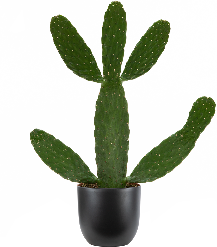 road kill cactus Consolea Rubescens | Road Kill Cactus | 6