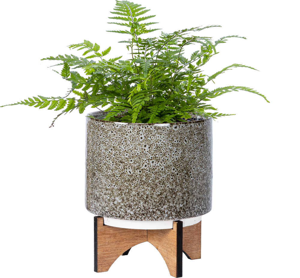 RockFern4inpot_1024x1024.png?v