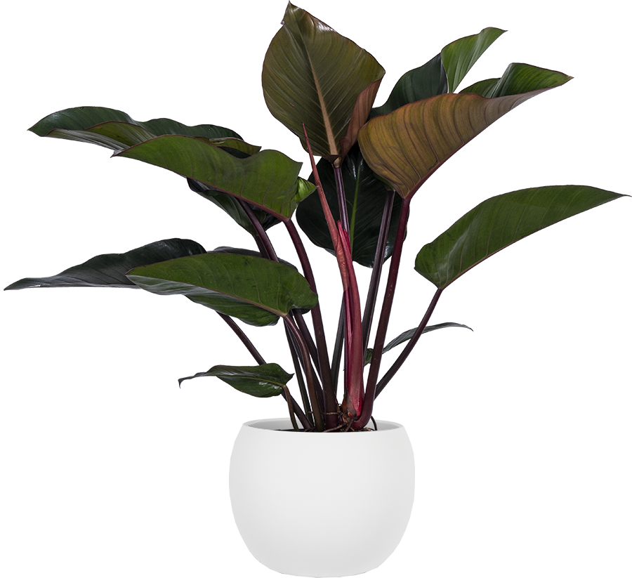 philodendron rojo congo toxic Philodendron Rojo Congo | 22.5" Pot | Easy Care Houseplant