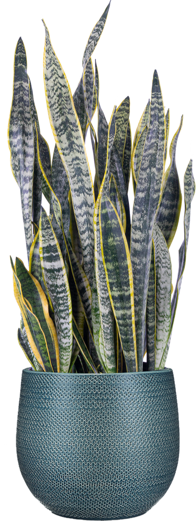 Sansevieria Laurentii | Snake Plant | 10