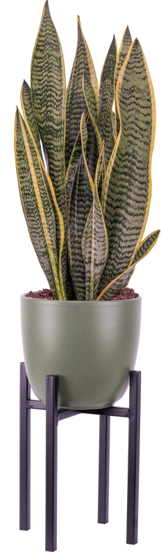 Sansevieria Laurentii | Snake Plant (M)