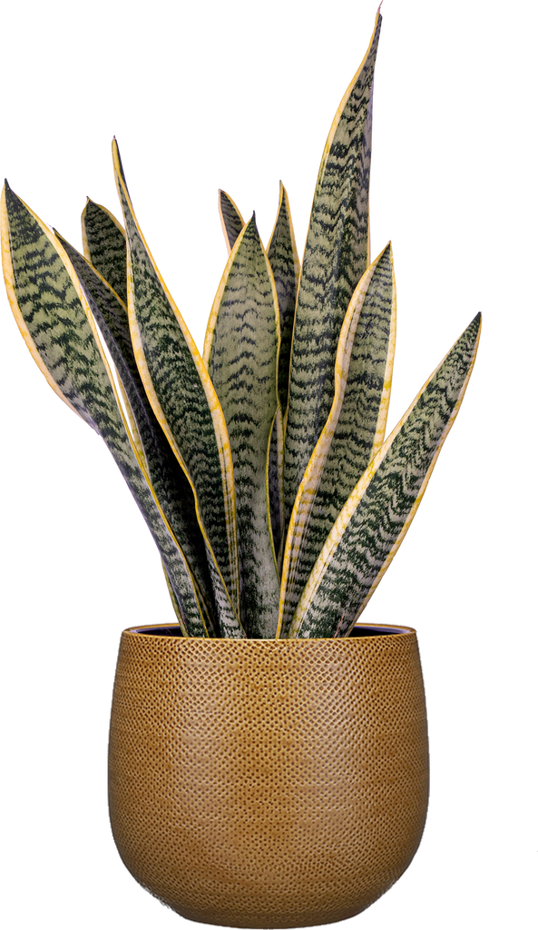 snake plant montreal Sansevieria Laurentii | Snake Plant | 8" Pot | Easy Care Houseplant