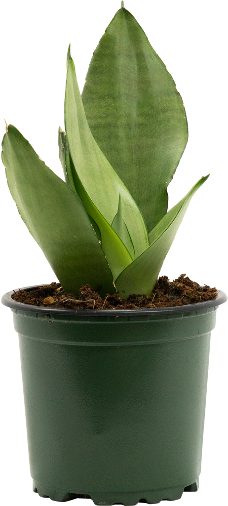 moonshine snake plant canada Sansevieria Moonshine | Snake Plant | 4" Pot | Easy Care Houseplant