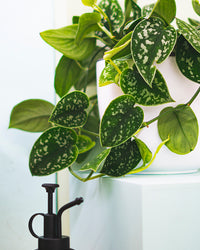 inspiratie-2