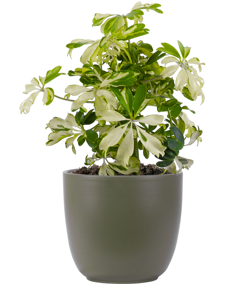 Schefflera Janine Umbrella Plant 4" Pot Houseplant Plantsome