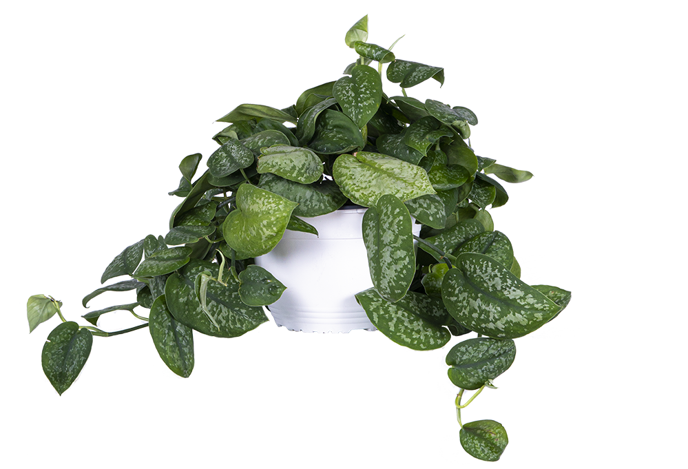 Scindapsus Pictus | Satin Pothos (L)
