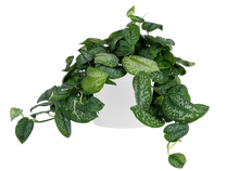 Scindapsus Pictus | Satin Pothos (L)