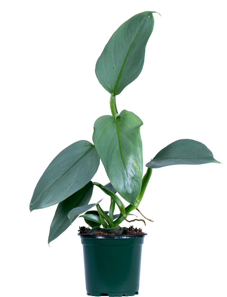 Philodendron Hastatum | Silver Sword | 4