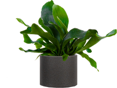 Platycerium | Staghorn Fern (S)