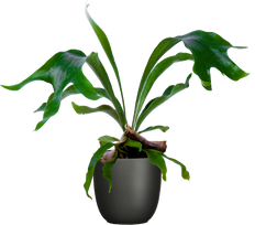 Platycerium | Staghorn Fern (M-6in)