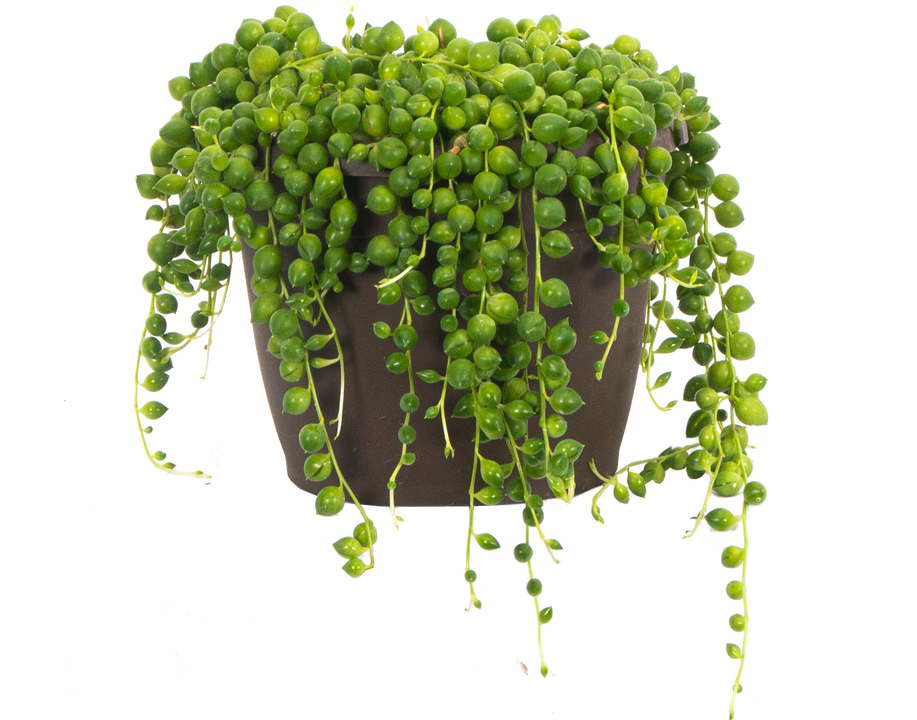 Senecio Rowleyanus | String of Pearls (M)