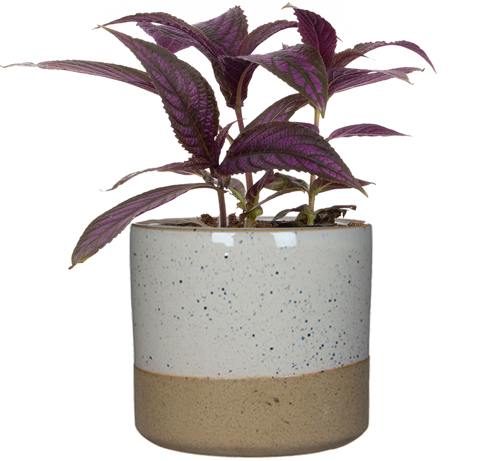 persian shield plant indoors Strobilanthes Dyeriana | Persian Shield | 4" Pot | Easy Care Houseplant