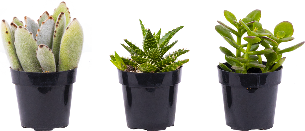 Succulent Trio - Assorted (XS)