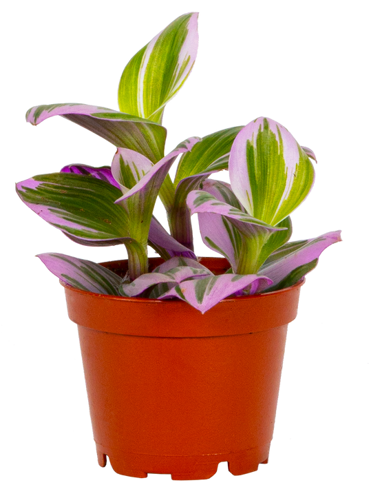 Tradescantia Nanouk (XS)