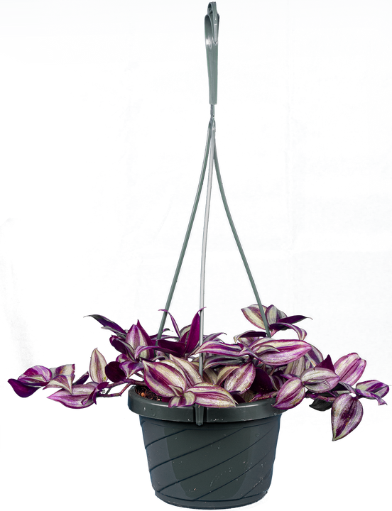 Tradescantia Zebrina | Wandering Plant (M)