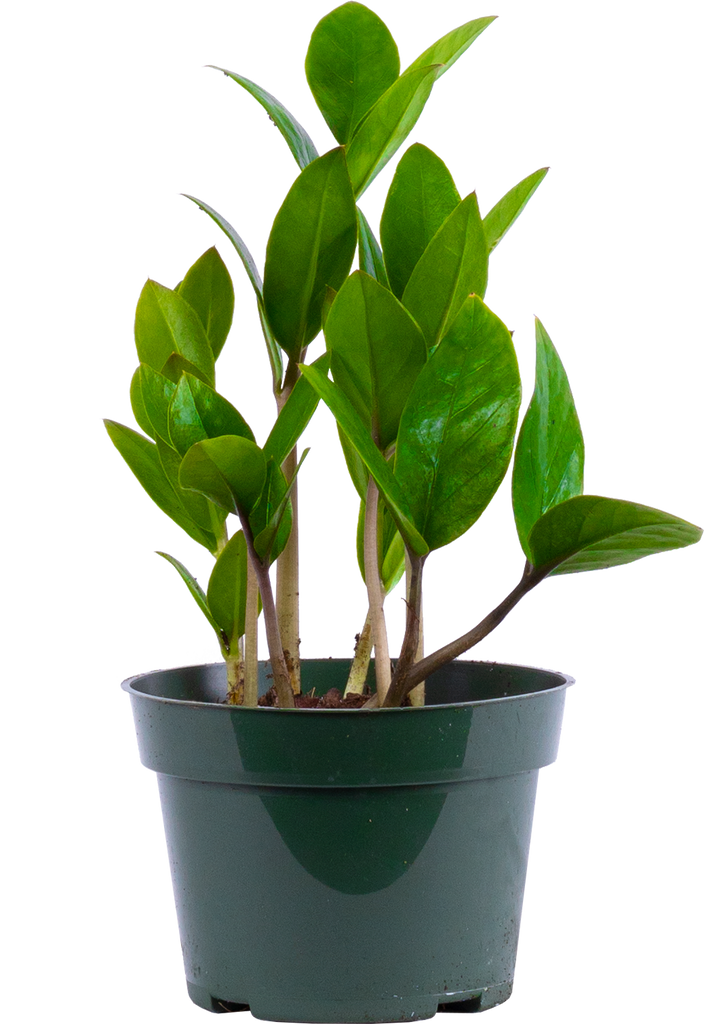 Zamioculcas | ZZ Plant | 4