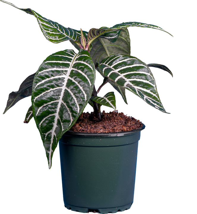 Aphelandra Squarrosa | Zebra Plant (S)
