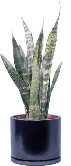 Sansevieria Zeylanica | Snake Plant (M)