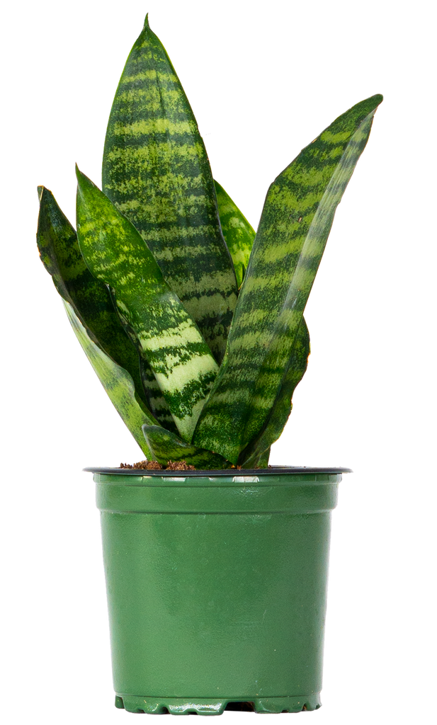 Sansevieria Zeylanica Snake Plant 4" Pot Easy Care Houseplant
